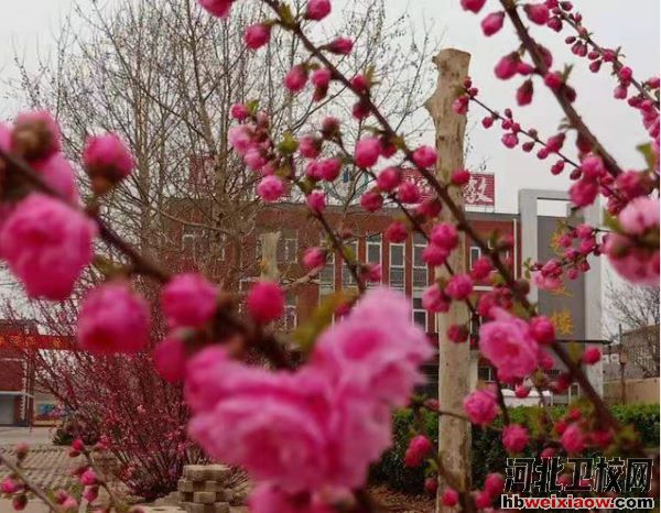 深澤縣職業(yè)技術(shù)教育中心校園環(huán)境