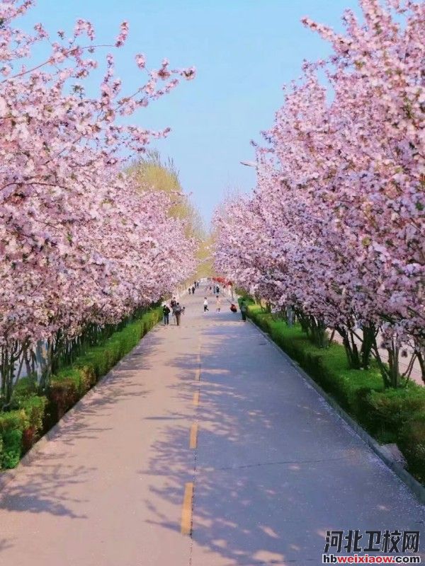 燕京理工學(xué)院海棠花大道